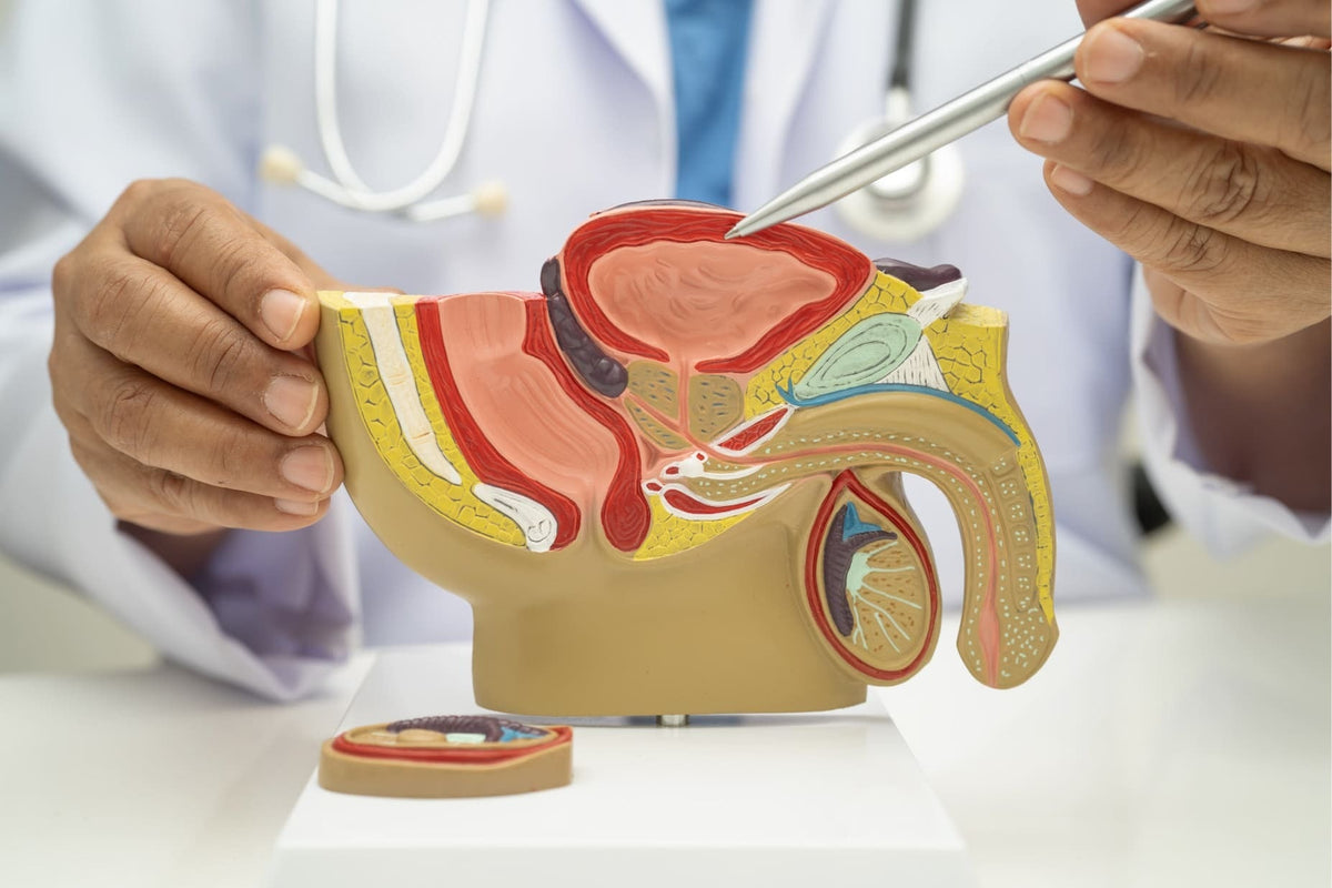 “Prostate massager next to an anatomical diagram of the male prostate”