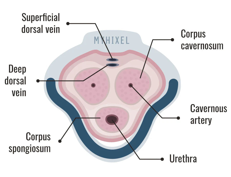 MYHIXEL Ring anatomical diagram